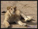 Faune