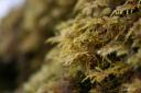 Macro