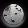 Foulques et canards vus par l'appareil photo