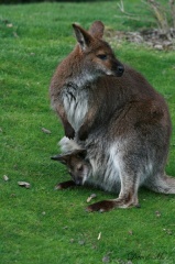 Wallaby et son petit