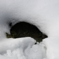 Mini-grotte formee par la neige