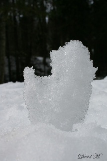 Un glacon original plante dans la neige