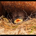 Oisillon Rougequeue dans son nid