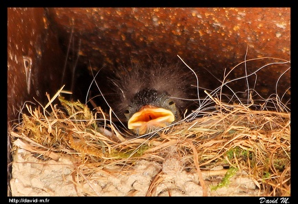 Oisillon Rougequeue dans son nid